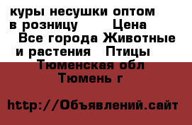 куры несушки.оптом 160 в розницу 200 › Цена ­ 200 - Все города Животные и растения » Птицы   . Тюменская обл.,Тюмень г.